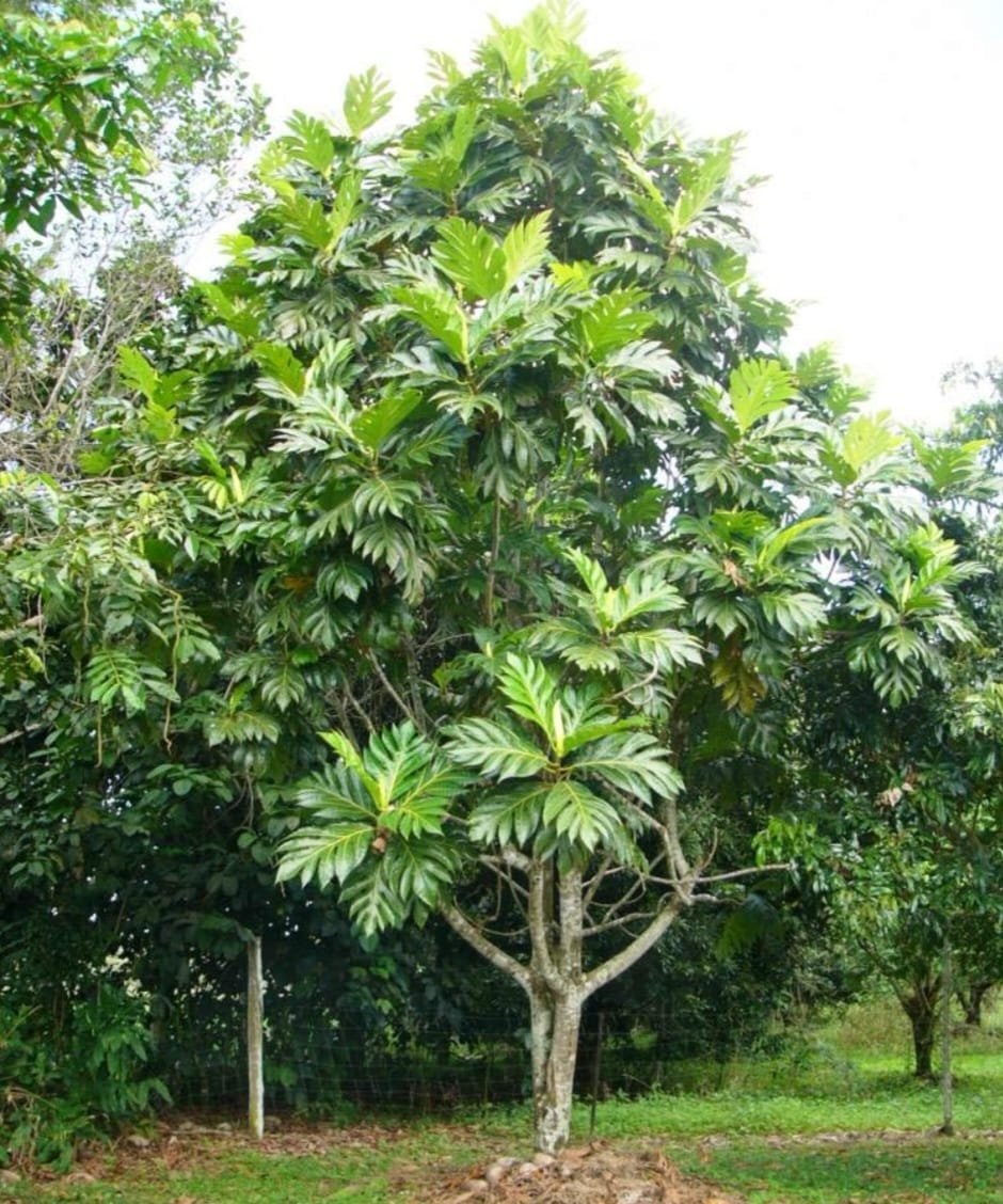 Breadfruit Plant (Exotic fruit)