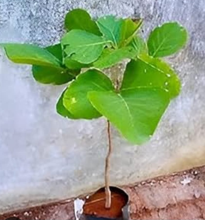 plant for prosperity White Palas Rs 850