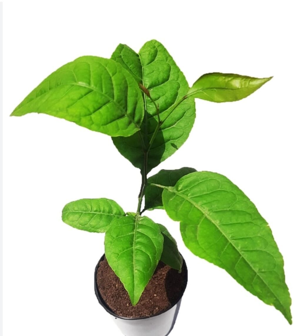 Plant for prosperity, bel Rs 250