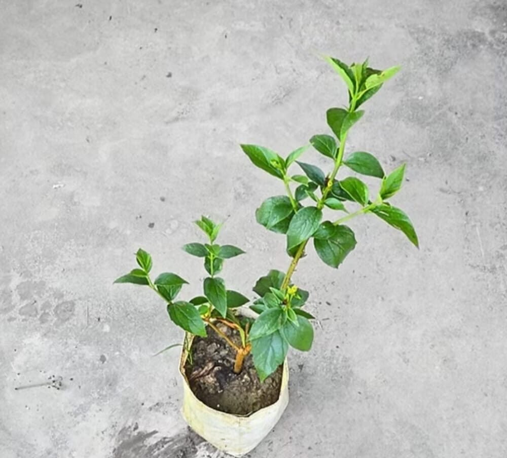 Plant for prosperity Parijat  Rs 375