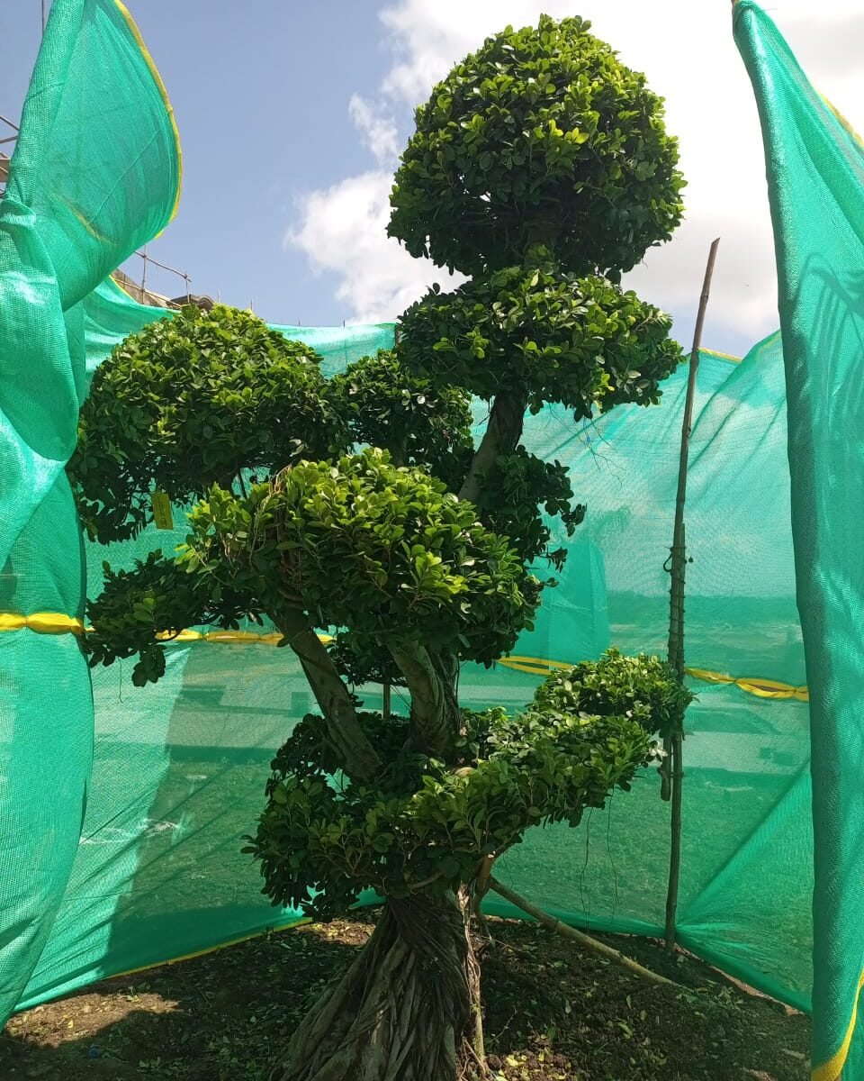 Topiary plant big Rs 198000