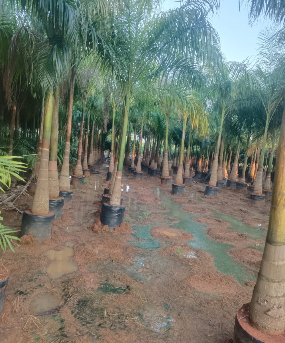 Ornamental Plant  Height 12 feet Rs 3500