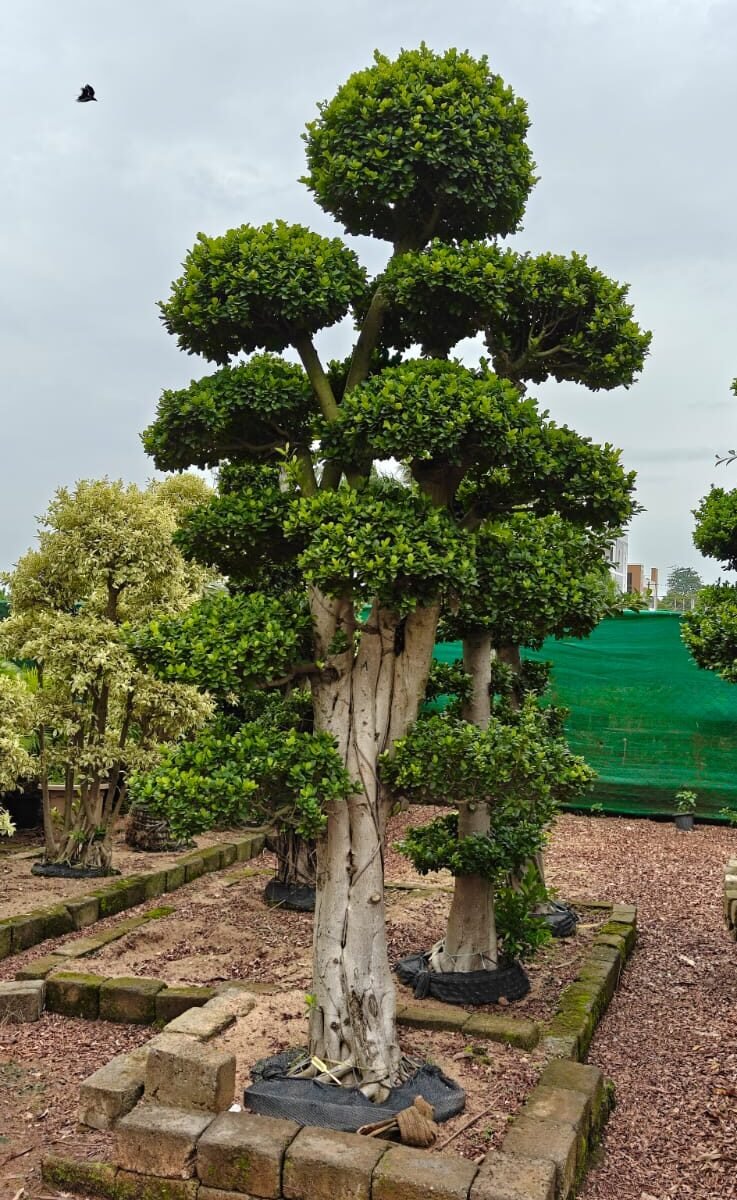 Topiary plant Medium Rs 98000